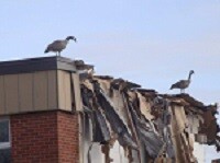 Picture of bird on top of a destroyed building