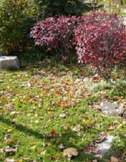 Picture of a garden